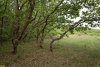 Перспективная ООПТ Южно-Кутокский лес