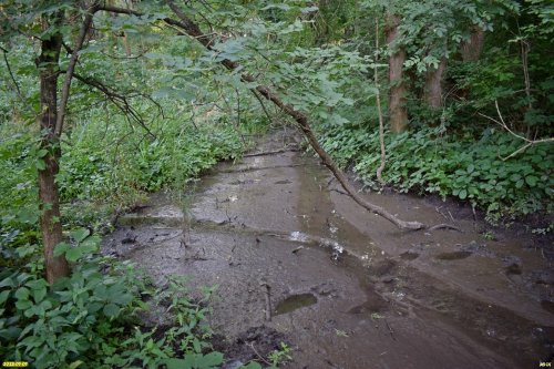 Перспективная ООПТ Ханчакракский лес