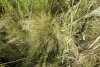 Овсяница валисская в перспективной ООПТ Урочище Разнокол