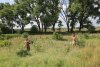 Перспективная зелёная зона в селе Джигинка (2)