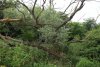 Ива белая в перспективной ООПТ Гайкодзорский лес