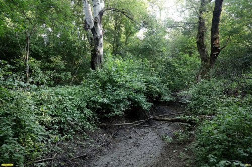 Река Водогай в среднем течении в перспективной ООПТ Водогайский лес