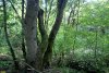 Перспективная ООПТ Водогайский лес