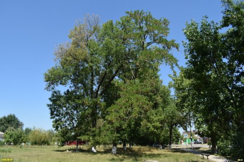 Перспективная зелёная зона в станице Новодмитриевской (8)