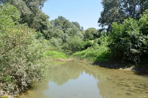 Река Шебш в перспективной зелёной зоне в станице Новодмитриевской (3)