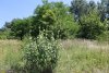 Перспективная зелёная зона в станице Новодмитриевской (3)