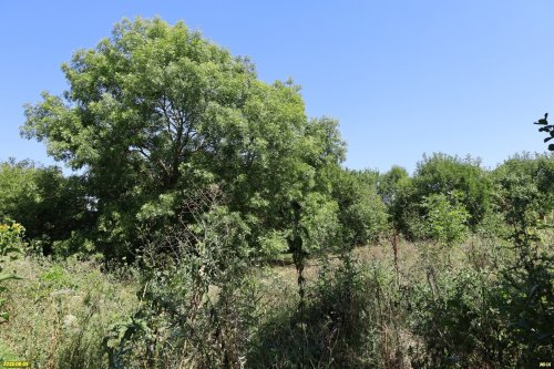 Участок леса в перспективной зелёной зоне в станице Новодмитриевской (4)
