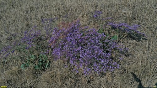 Кермек в ООПТ местного значения Гора Бориса и Глеба
