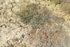 Полынь в перспективной ООПТ Гора Цымбалы