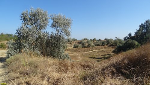 Лох узколистный в перспективной ООПТ Фанагорийский берег