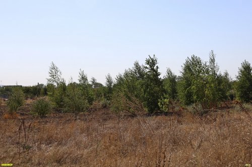Перспективная зелёная зона в посёлке Приморский (6)