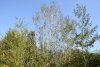 Молодые тополя белые в перспективной ООПТ местного значения Юго-Западная дубрава