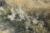 Полынь в перспективной ООПТ Фонталовские балки