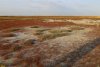 Подушковидные солянки в перспективной ООПТ Гора Гнилая