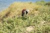 На осмотре перспективной зелёной зоны в посёлке Кучугуры (13)