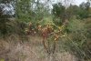 Лаконос американский в перспективной ООПТ Комсомольские плавни