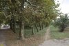 Платановые аллеи в перспективной зелёная зона в г.Темрюке (19)