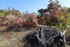  Перспективная ООПТ Русовы поляны