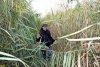 Заросшая тростником тропа от ст.Переясловской к Бейсугскому острову