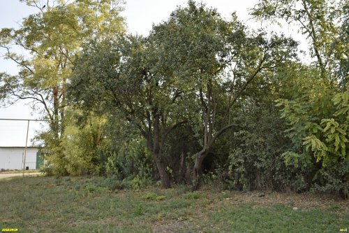 Перспективная зелёная зона в ст.Переясловская-Дополнительная (2) 