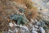 Краснокнижный катран приморский в перспективной зелёной зоне в г.Геленджик (18)