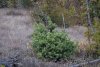 Молодой можжевельник в перспективной ООПТ Сосновый лес на улице Обзорной