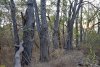 Перспективная зелёная зона в г.Геленджик (14)