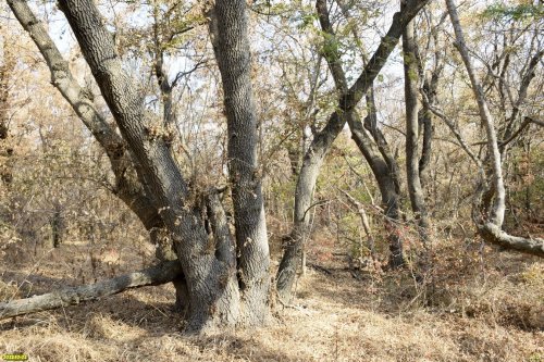 Перспективная зелёная зона в г.Геленджик (15)