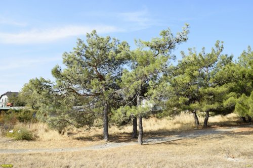 Перспективная зелёная зона в г.Геленджик (19)