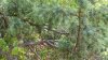 Краснокнижный тис ягодный в перспективной ООПТ Куприянова щель  