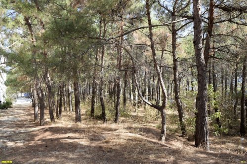 Перспективная зелёная зона в г.Геленджик (27)