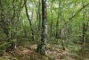 Перспективная ООПТ Шибляк к северу от Тешебса