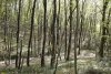 Перспективная ООПТ Шибляк к северу от Тешебса