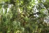 Перспективная ООПТ Вуланский лес