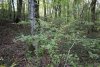 Боярышник кроваво-красный в перспективной ООПТ Текосский лес