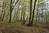 Перспективная ООПТ Текосский лес
