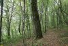 Перспективная ООПТ Лес в районе родника Яблонька