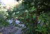 Перспективная ООПТ Тисовая роща в долине реки Шепси