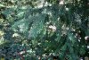 Ветка краснокнижного тиса ягодного с созревшими плодами в Тисовой роще в долине реки Шепси
