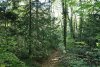 Перспективная ООПТ Тисовая роща в долине реки Шепси