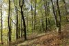 Перспективная ООПТ Лес на улице Калараша
