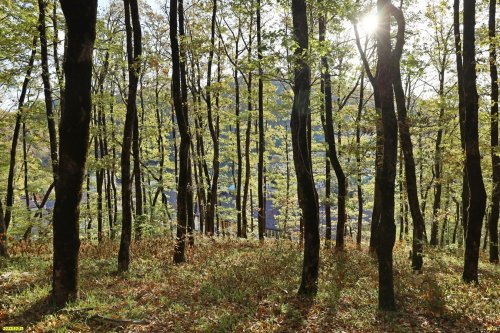 Перспективная ООПТ Лес на улице Калараша