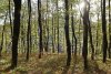 Перспективная ООПТ Лес на улице Калараша