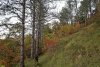 Перспективная ООПТ Небугский лес