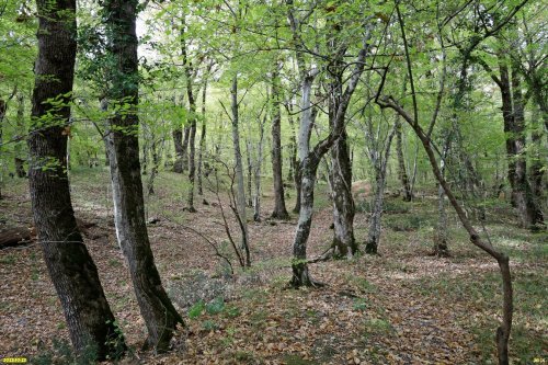 Перспективная ООПТ Секуанский лес