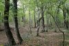 Перспективная ООПТ Секуанский лес