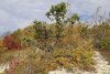 Перспективная зелёная зона в селе Пляхо (7)