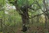 Перспективная ООПТ Пляхосский лес