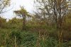 Перспективная зелёная зона в селе Лермонтово (3)