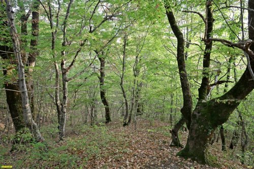 Перспективная ООПТ Джубгский лес